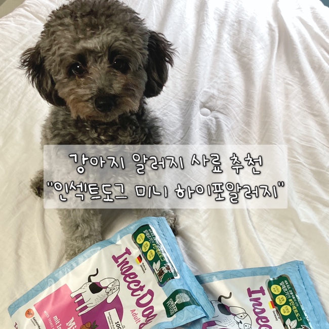  [김콩지] 인섹트도그 미니 하이포알러지 강아지 사료 100% 솔직후기