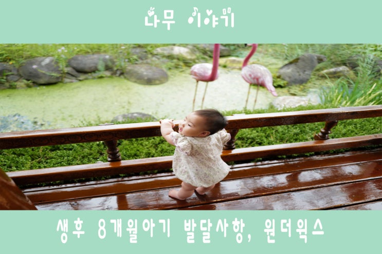  생후 8개월 아기 발달사항, 원더윅스 기간 중
