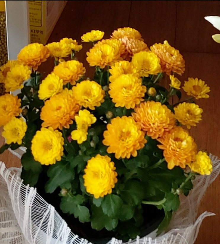 <시와 가곡> 국화 옆에서 서정주 시 이호섭 작곡 한 송이 국화꽃을 <시와 가곡> 국화 옆에서 서정주 시 이호섭 작곡 한 송이 국화꽃을