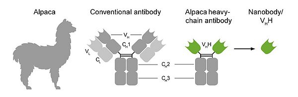 [ChromoTek 공식대리점 비투바이오] The ChromoTek Alpaca Antibody Advantage (1)