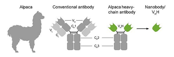  [ChromoTek 공식대리점 비투바이오] The ChromoTek Alpaca Antibody Advantage (1)