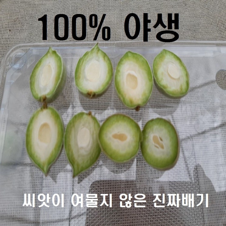 많이 찾는 개복숭아 1kg / 씨앗이 여물지 않은 야생토종 / 강원도 인제 6월 중순부터 채취 추천해요 많이 찾는 개복숭아 1kg / 씨앗이 여물지 않은 야생토종 / 강원도 인제 6월 중순부터 채취 추천해요