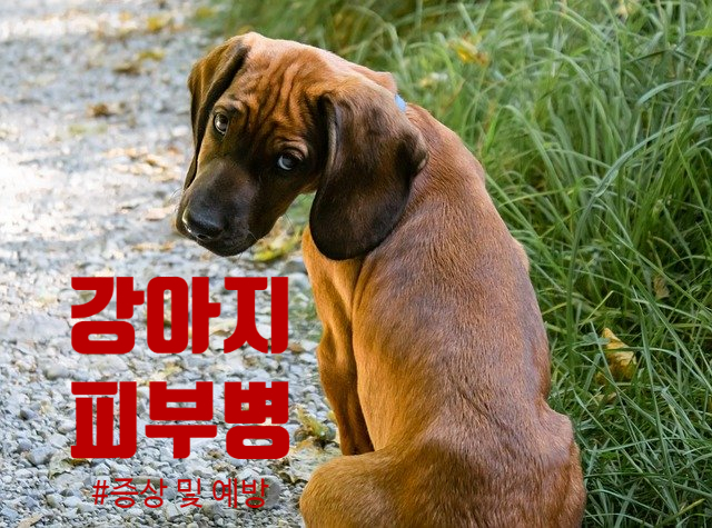  강아지 피부병 종류 및 증상과 예방하는 법