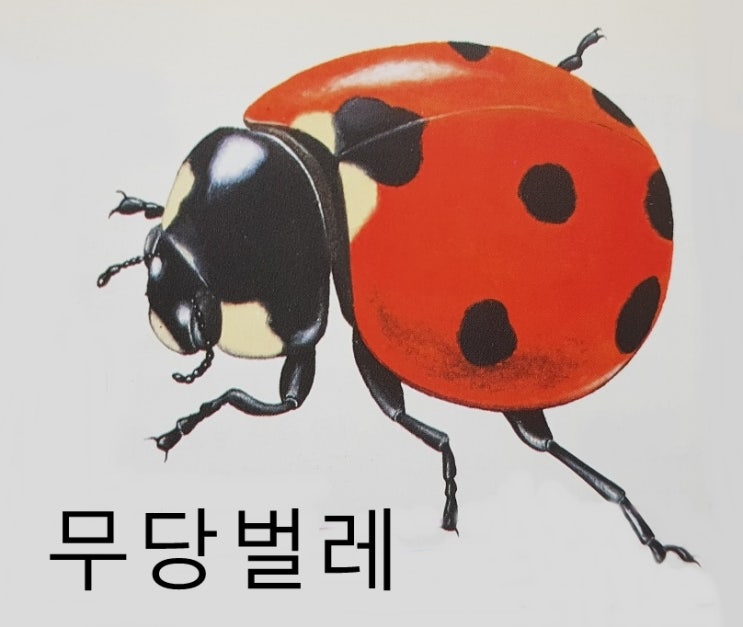  딱정벌레 종류 특징 먹이 (골리앗풍뎅이 반날개 길앞잡이 물맴이 송장벌레 방아벌레 등)