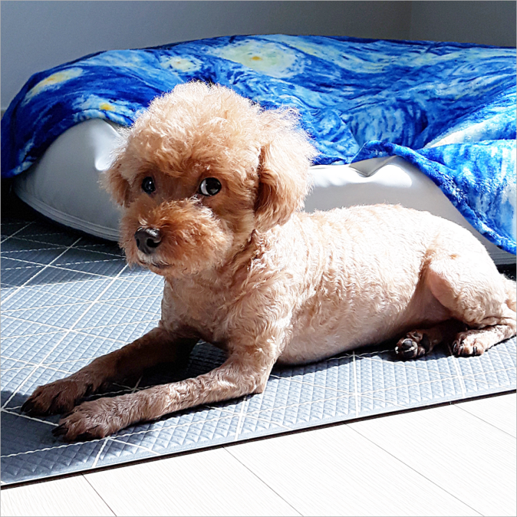  강아지 앞다리 뒷다리 절뚝 절음 경련 삠 걱정될 때