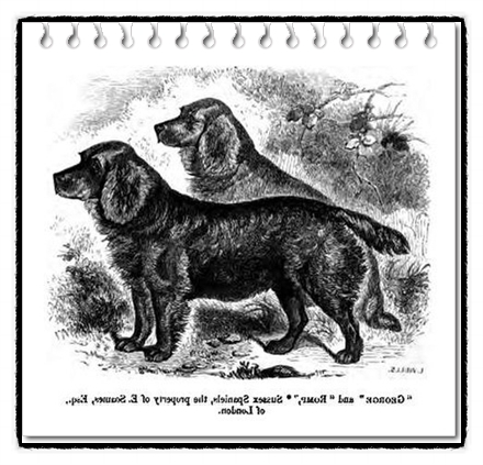  서식스 스패니얼 분양가격과 성격,역사 및 수명(Sussex Spaniel)에 대해