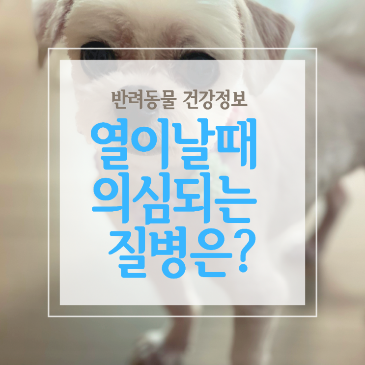  강아지가 열이 있다면 폐렴, 켄넬코프, 자궁축농증일수 있어요.