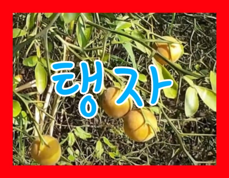 탱자나무 열매 탱자 효능 효소 먹는법