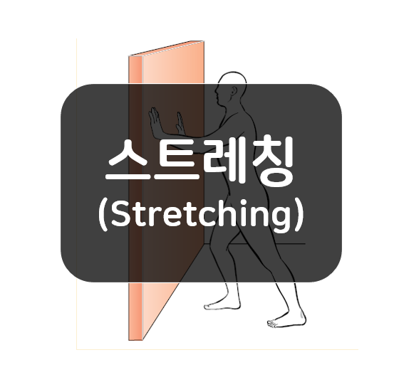 효과적으로 스트레칭(stretching)하려면 근육을 이해하자