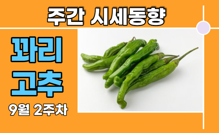  [경매사 주간보고] 안정적인 가격을 유지하고 있는 "꽈리고추" (9월 2주차)