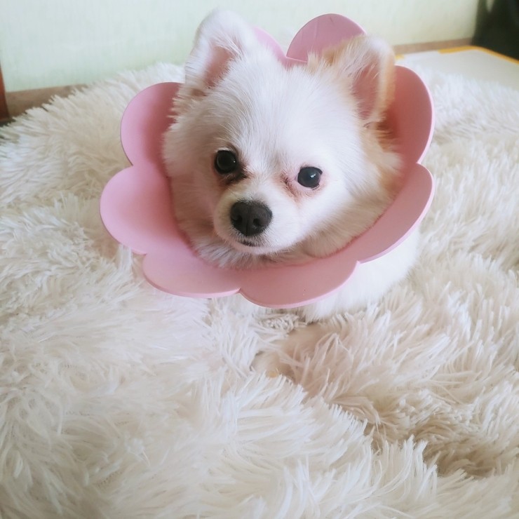  [일상 블로그] 우리 드디어 중성화와 미용을 하다..