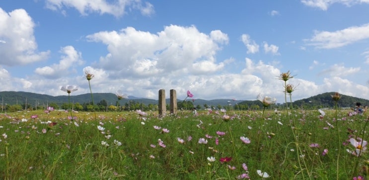  경주 가을 풍경 가득한 분황사 황룡사지 코스모스 날씨가 받쳐주네요
