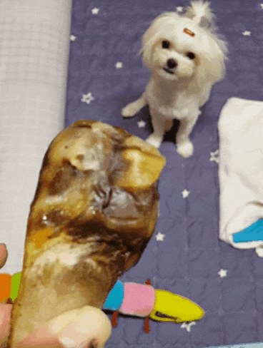  힐링펫 강아지수제간식 구찌의 미션!?