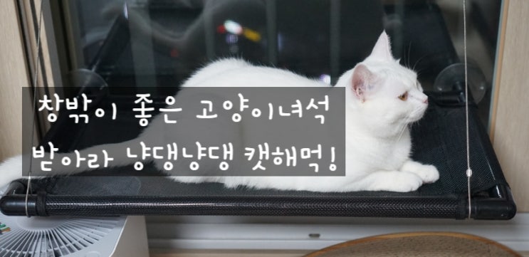  고양이 창밖 구경, 냥댕냥댕 캣해먹으로 시켜주마!
