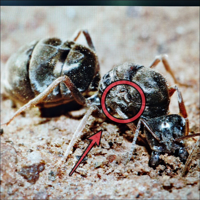 날개달린 개미, 날개미 퇴치 집에 날개미 생겼을 때! : 네이버 블로그