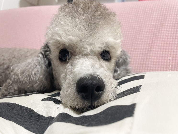  강아지 귀긁기 냄새와 귀지 원인, 귀청소하는 방법까지