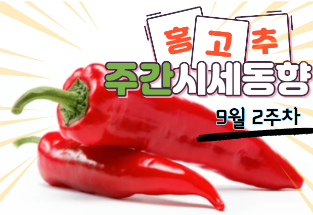  [경매사 주간보고] 이제는 딱딱한 것만 인정받는 "홍고추" (9월 2주차)