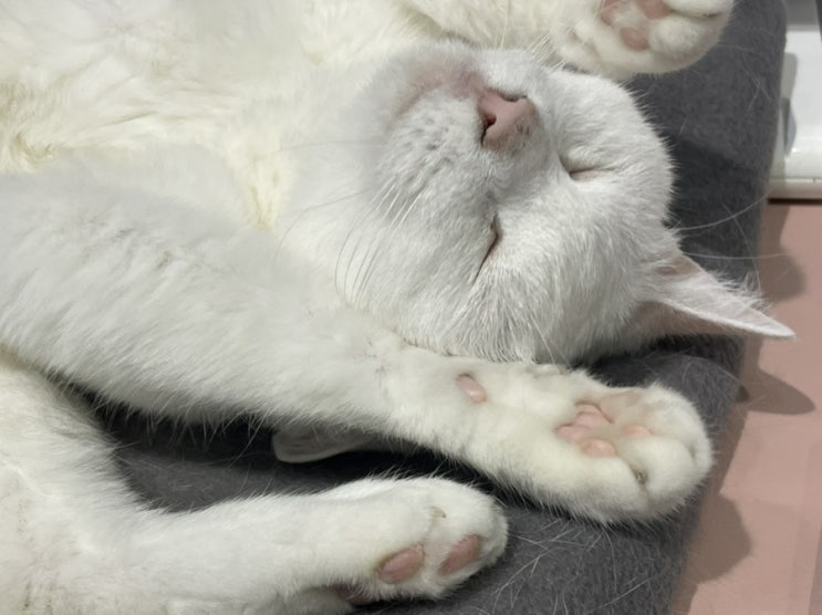  고양이 집사의 하루
