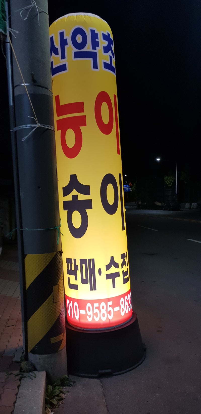(국산 송이) 자연산 송이버섯 능이버섯 파는 곳 시세 파는 곳