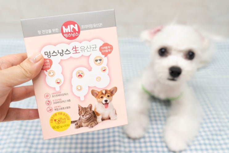  강아지유산균추천 멍스냥스 애견유산균으로 장건강 챙기기