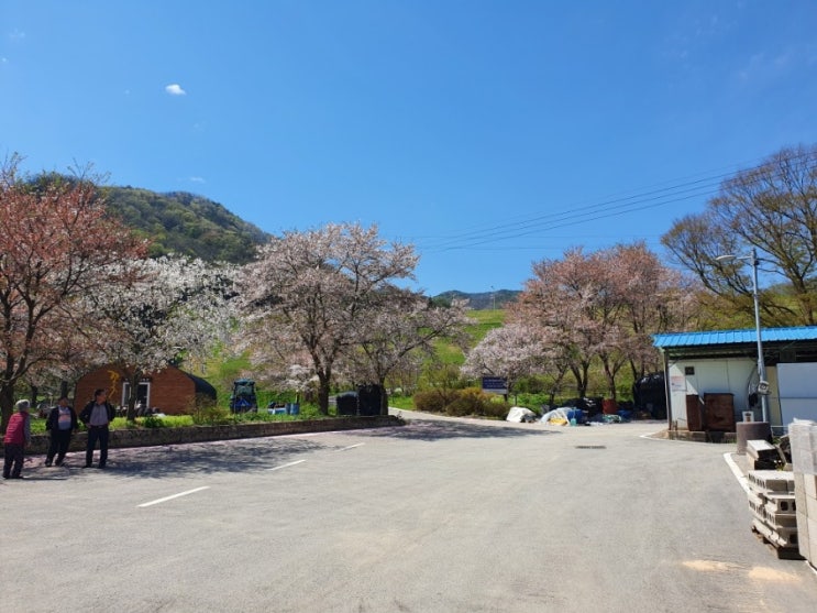  일상글]올해도 산소 갔다왔어요.