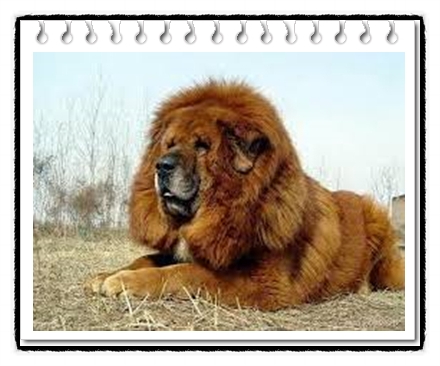  티베탄 마스티프 분양가격과 성격, 역사 및 크기에 대해(Tibetan Mastiff)