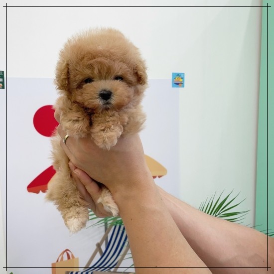  강남강아지분양 항상 즐거운 일들만
