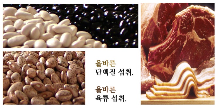  단백질 섭취와 육류섭취 방법