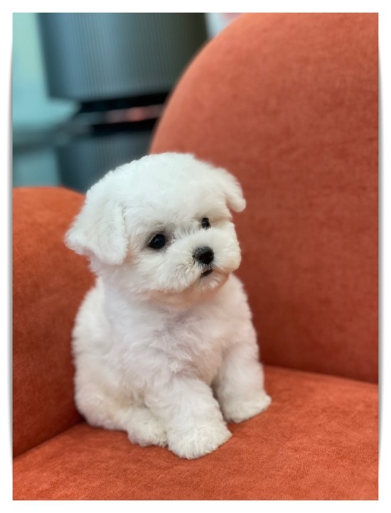  수원강아지분양 알아보니 너무 많죠?