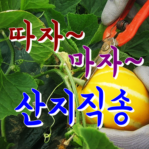 요즘 인기있는 [성주참외] 꿀먹고 자란 아삭달콤한 성주참외.. 산지직배송, 1박스, 03.가정용 참외 2kg 소과 ···