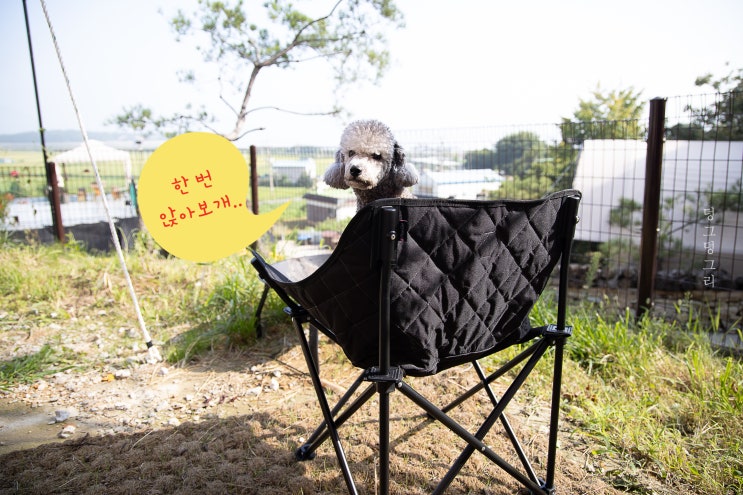  스위스 알파인클럽 라쿤체어 강아지캠핑의자로 선택한 이유