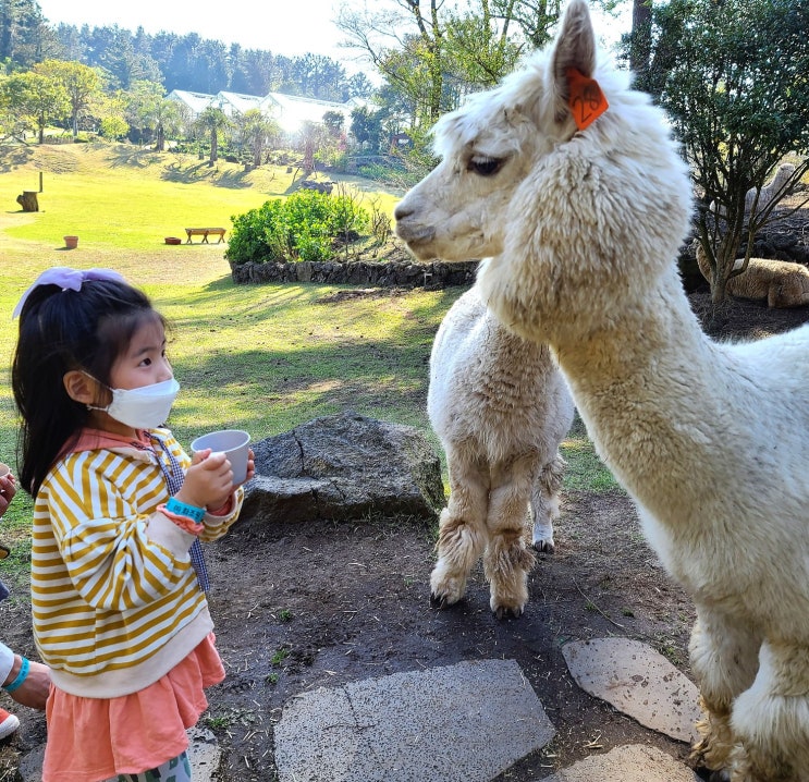  제주 화조원_ 제주도 아이랑 동물 먹이주기 체험해요