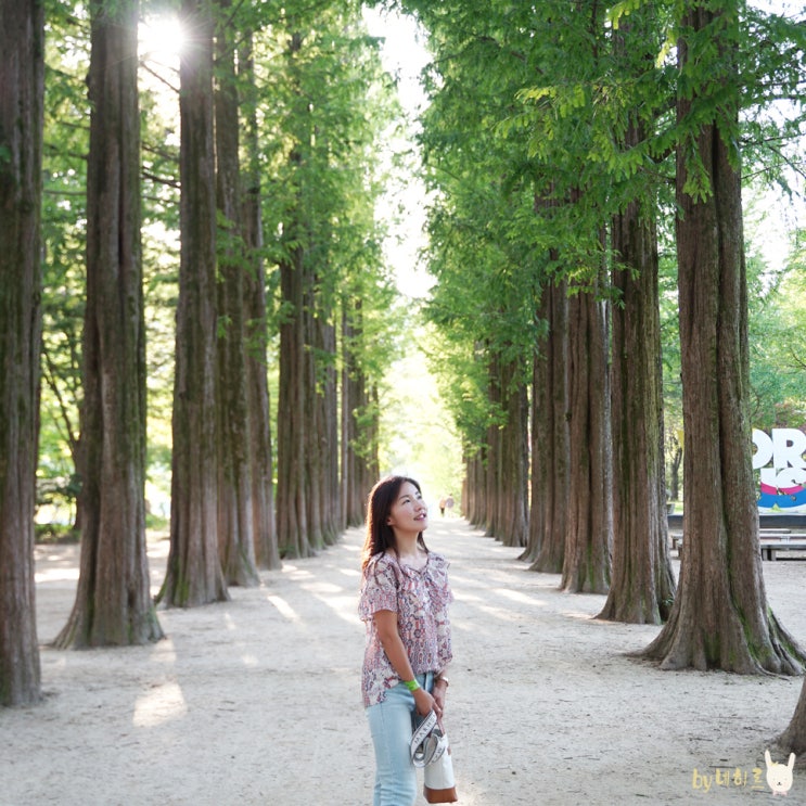 남이섬 짚라인 스카이라인 짚와이어 짜릿해 남이섬 짚라인 스카이라인 짚와이어 짜릿해