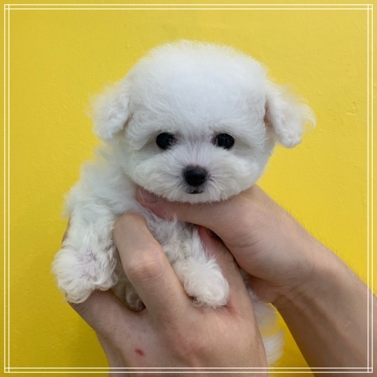  안산강아지분양 알만한데는 다 가봤죠