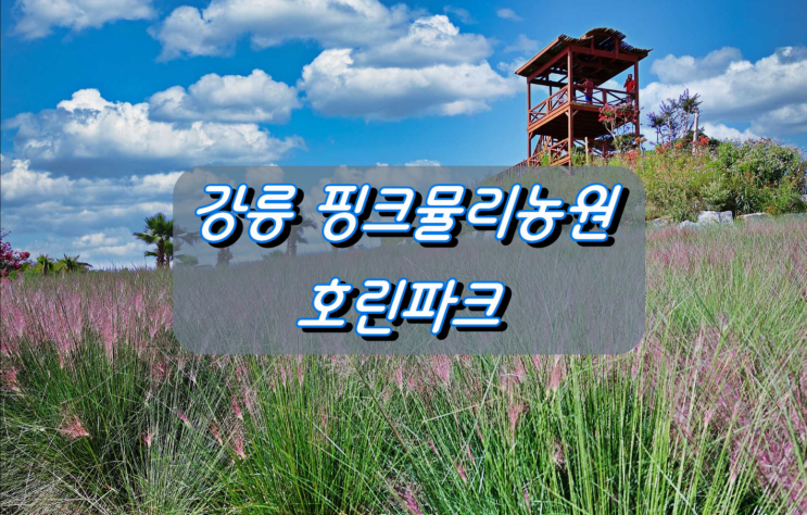 추석연휴 가족나들이하기 좋은곳 강릉 핑크뮬리농원 호린파크 추석연휴 가족나들이하기 좋은곳 강릉 핑크뮬리농원 호린파크