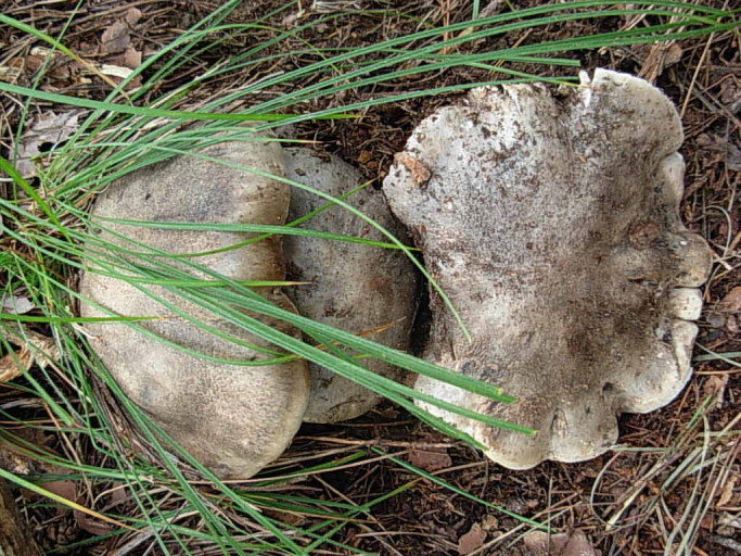 흰 굴뚝 버섯 (굽더더기버섯) 채취 방법