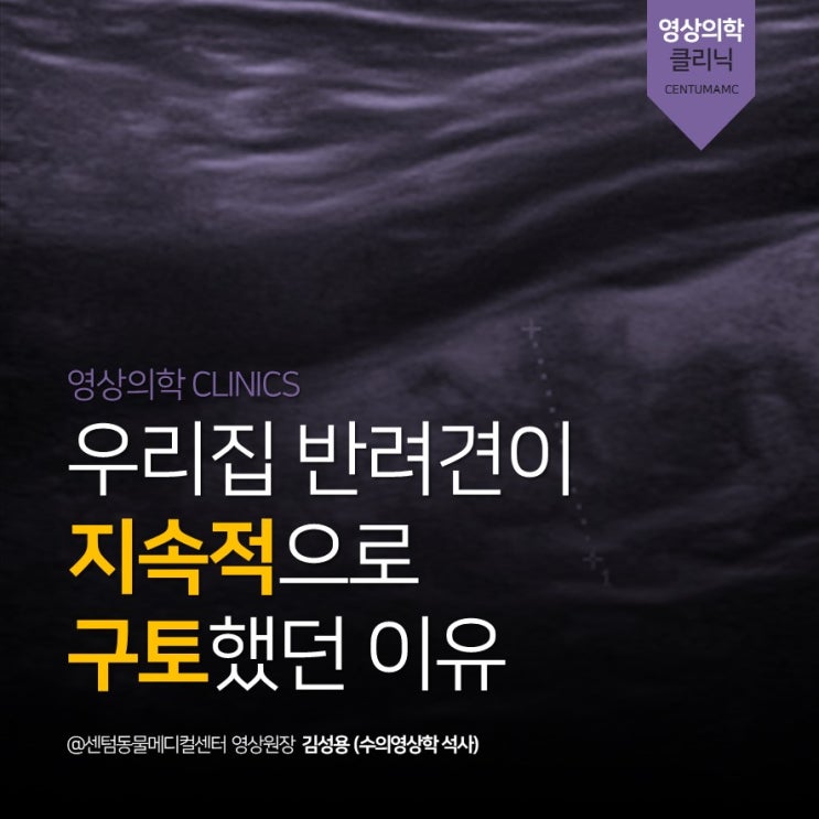  우리집 반려견이 지속적으로 구토했던 이유 <급성 췌장염> (부산 강아지 영상의학과 센텀동물메디컬센터)