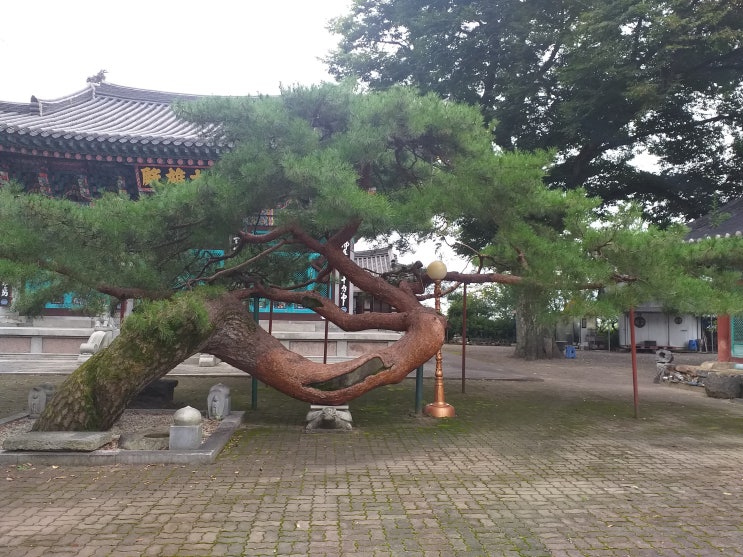  용을 닮은 노송과 철불로 유명한 충청도의 사찰.  충주 단호사(丹湖寺)