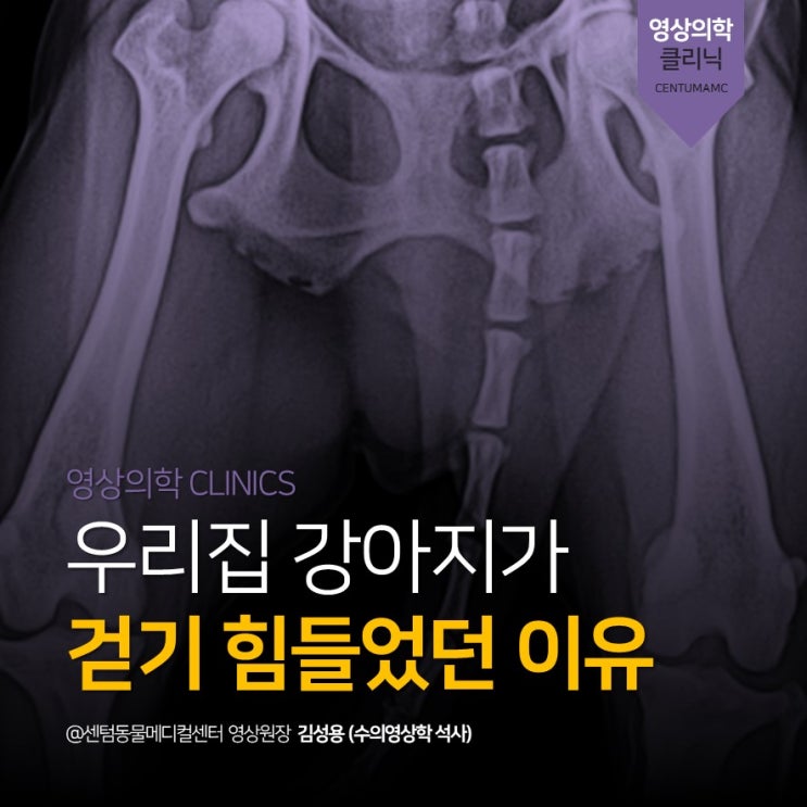  [부산동물전문영상검진] 우리집 강아지가 걷기 힘들었던 이유 (센텀동물메디컬센터)