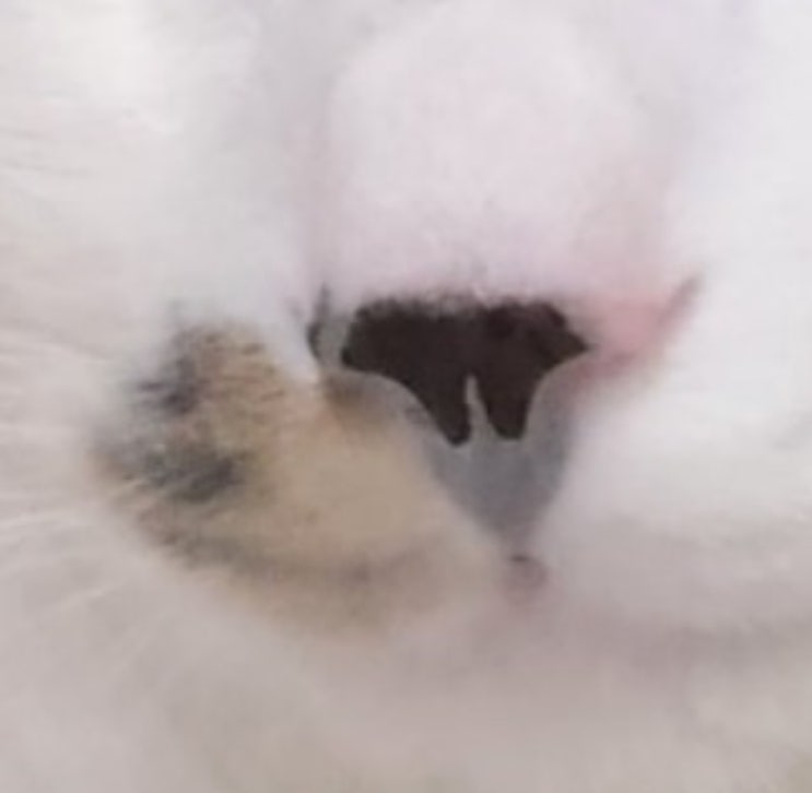 장트러블고양이사료추천 < 고스비 > 캣 사료 그레인프리 어덜트 장트러블고양이사료추천 < 고스비 > 캣 사료 그레인프리 어덜트