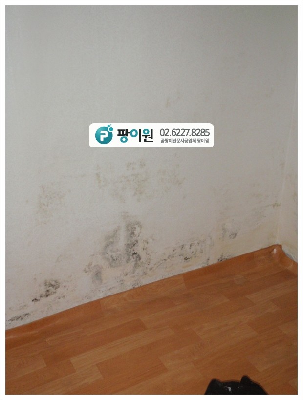  주택 반지하 벽에 곰팡이제거 끝장판!