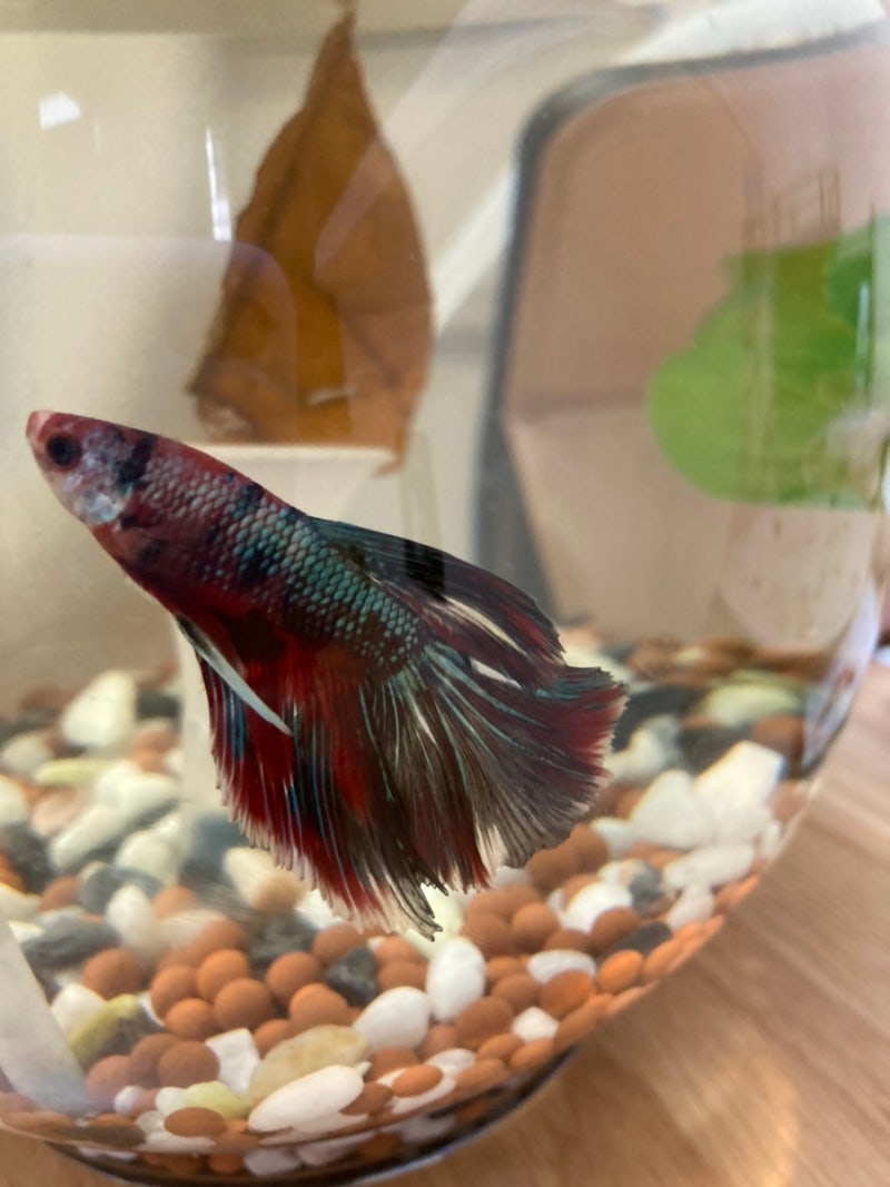 베타 물고기 키우기. 필수용품 점점 늘어나는 이유 : 네이버 블로그, image size:800x1067