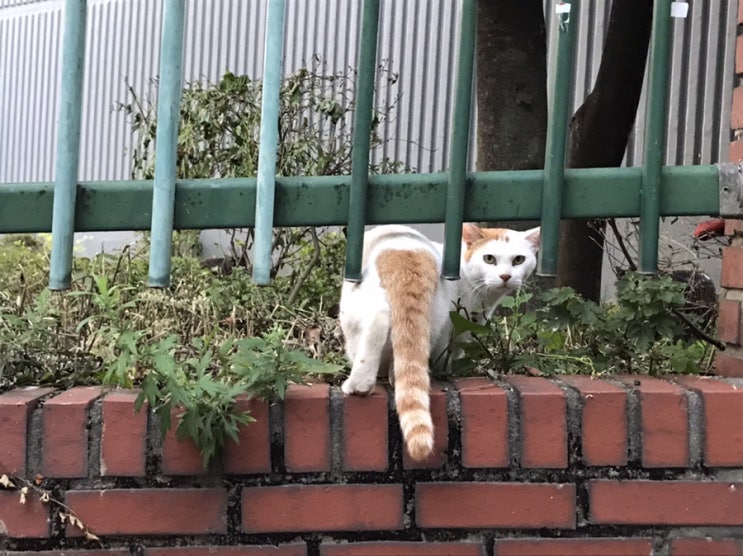 길고양이 친해지기 도전!