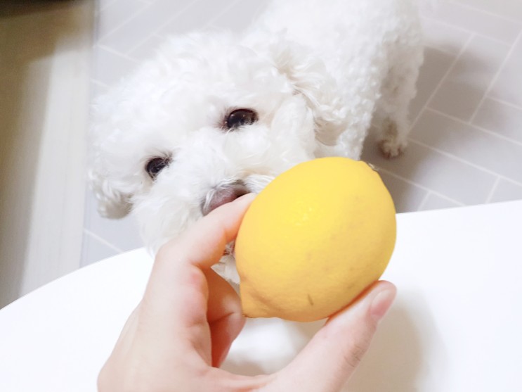 시큼새콤 레몬, 강아지에게 먹여도 될까?