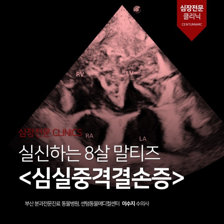  [부산심장전문동물병원] 실신하는 8살 말티즈 <VSD(심실중격결손증)> (센텀동물메디컬센터)