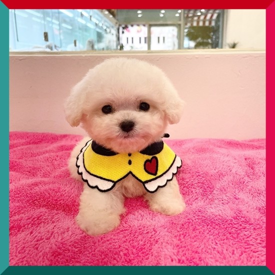  용인강아지분양 부모견 확인 할 수 있나요?