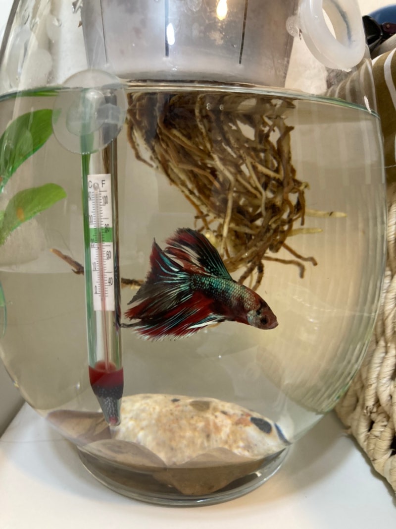 베타 물고기 키우기. 필수용품 점점 늘어나는 이유 : 네이버 블로그, image size:800x1067