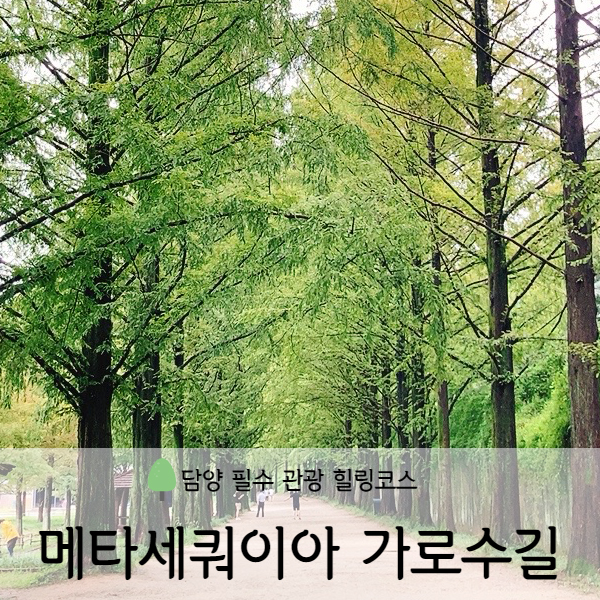  [전라도/담양] 담양 메타세쿼이아 가로수길