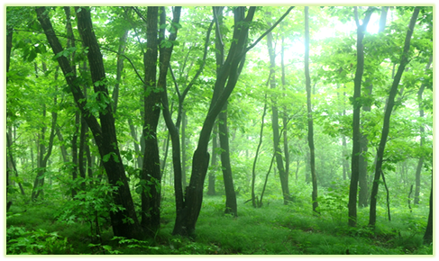  식물의 생리활성물질_#Terpene, Essential oil, Phytoncide