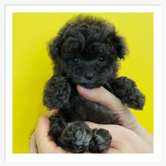  포천강아지분양 청결한 곳에서 자랐데요